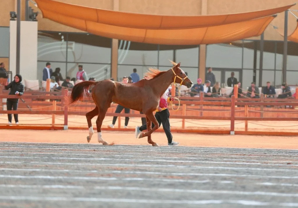 Knights Cup for Endurance Al-Ula gallery